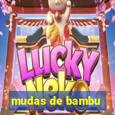 mudas de bambu