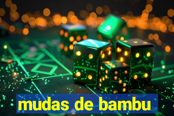 mudas de bambu