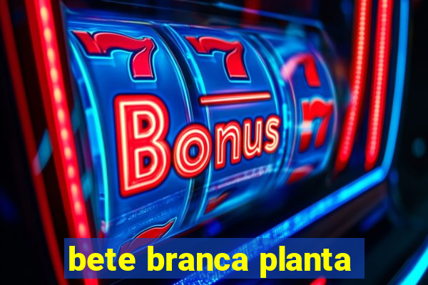 bete branca planta