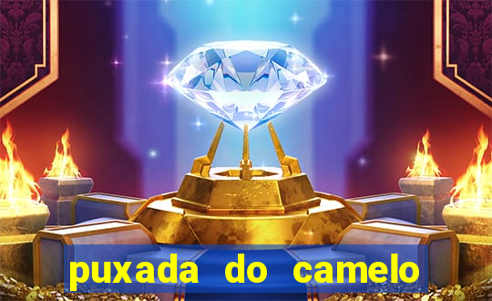 puxada do camelo no jogo do bicho