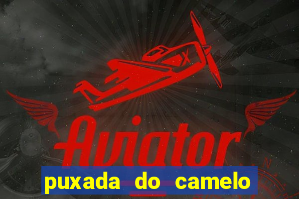 puxada do camelo jogo do bicho