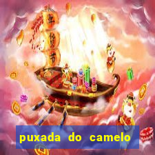 puxada do camelo no jogo do bicho